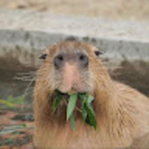 Meet your Posher, Jackson